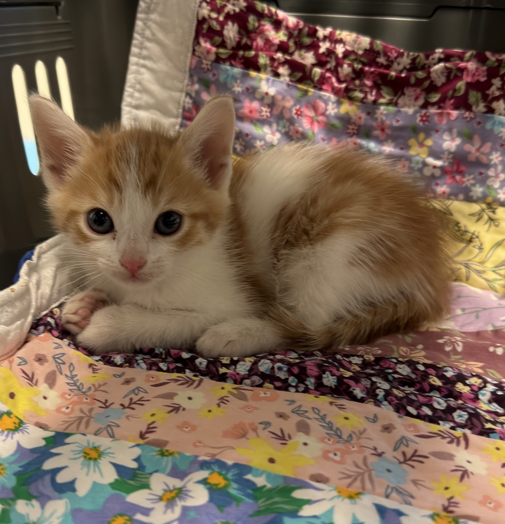 Shelter Stray Male Cat last seen Thorn Street, San Diego, CA, 92105, 5500 Gaines St, San Diego, CA 92110, USA
