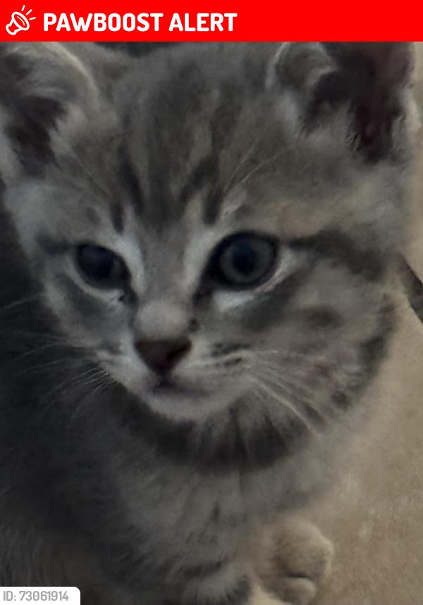 Lost Female Cat last seen Estrella & West, Desert Hot Springs, CA 92240
