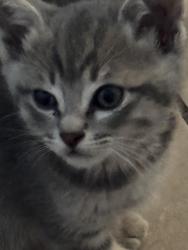Lost Female Cat last seen Estrella & West, Desert Hot Springs, CA 92240