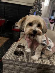 Lost Female Dog last seen Rotunda and Oakwood, Dearborn, MI 48124