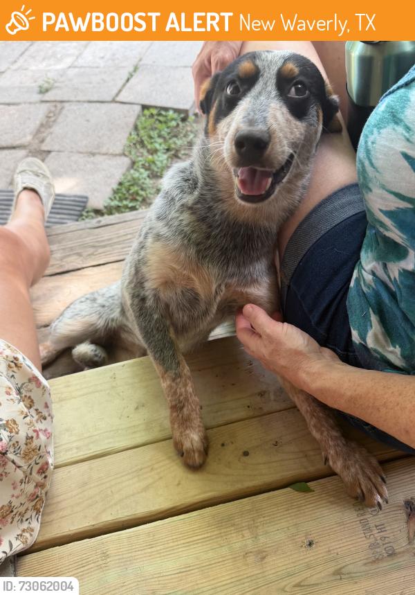 Found/Stray Female Dog last seen Near rd, New Waverly, TX 77358