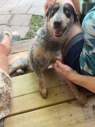 Found/Stray Female Dog last seen Near rd, New Waverly, TX 77358