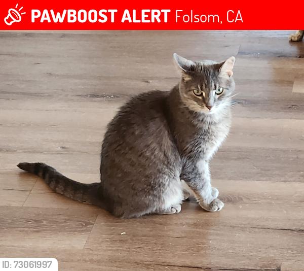 Lost Female Cat last seen Broadstone Pkwy & Empire Ranch Rd., Folsom, CA 95630