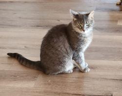 Lost Female Cat last seen Broadstone Pkwy & Empire Ranch Rd., Folsom, CA 95630