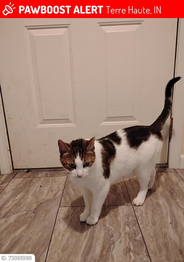 Lost Male Cat last seen Between Honey Creek Middle School and Dixie Bee Elementary, Terre Haute, IN 47802