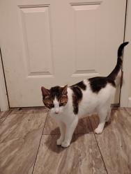 Lost Male Cat last seen Between Honey Creek Middle School and Dixie Bee Elementary, Terre Haute, IN 47802
