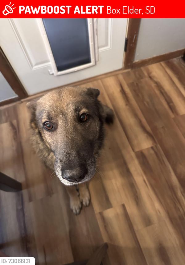 Lost Male Dog last seen Near Bluebird Dr. Box Elder SD, 57719, Box Elder, SD 57719