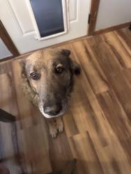 Lost Male Dog last seen Near Bluebird Dr. Box Elder SD, 57719, Box Elder, SD 57719