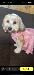Lost Female Cat last seen Rotunda and greenfield or Southfield, Dearborn, MI 48124