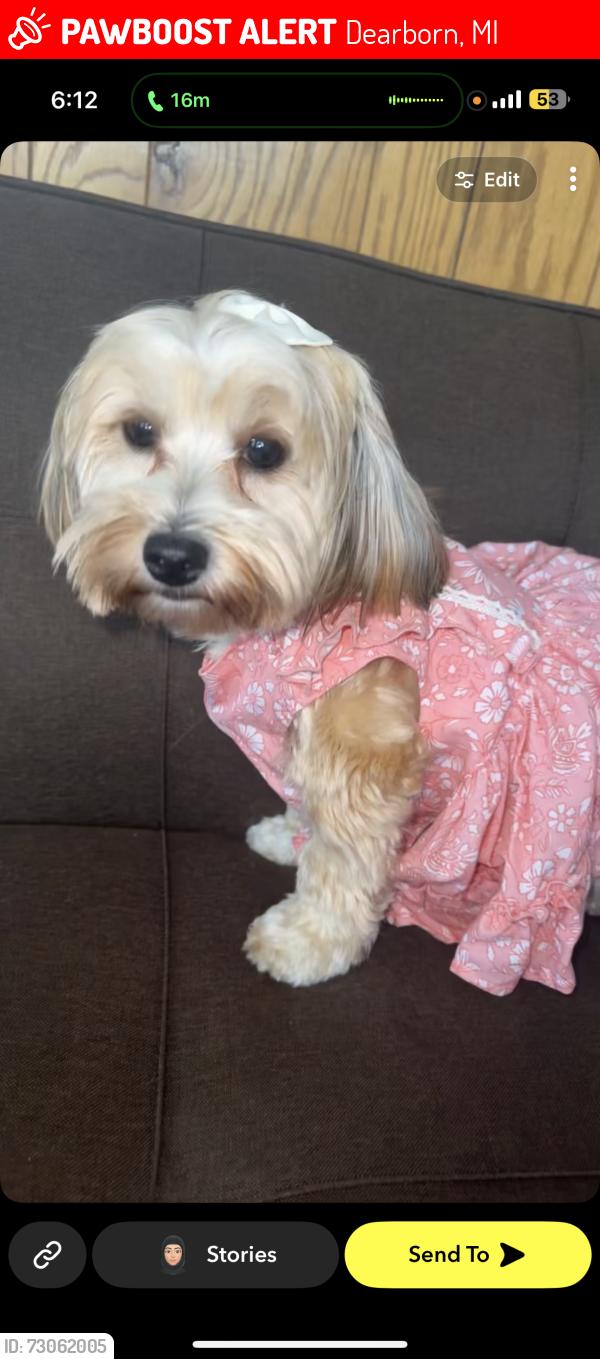 Lost Female Cat last seen Rotunda and greenfield or Southfield, Dearborn, MI 48124