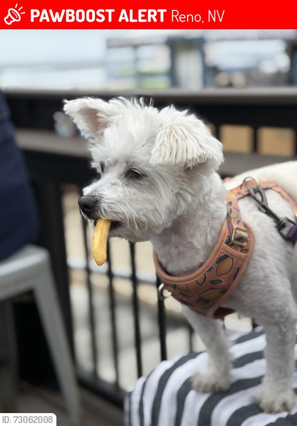 Lost Male Dog last seen Moana and Lakeside, Reno, NV 89509