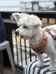 Lost Male Dog last seen Moana and Lakeside, Reno, NV 89509