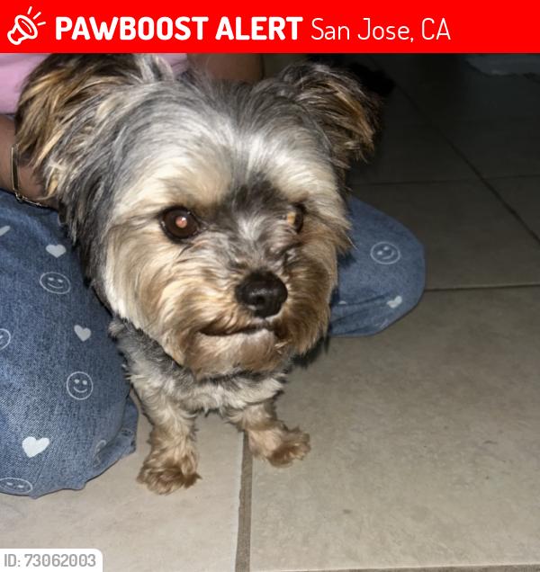 Lost Male Dog last seen Lyric LN San , Jose ,CA 95111, San Jose, CA 95111