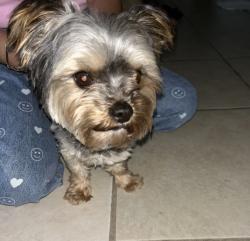 Lost Male Dog last seen Lyric LN San , Jose ,CA 95111, San Jose, CA 95111
