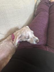 Lost Female Dog last seen 11th and Morgan, Milwaukee, WI 53221