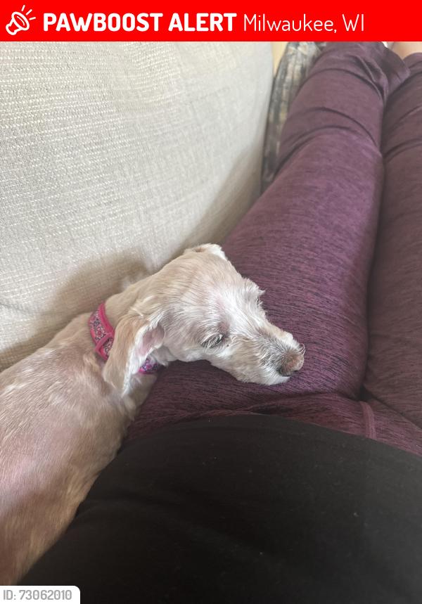 Lost Female Dog last seen 11th and Morgan, Milwaukee, WI 53221