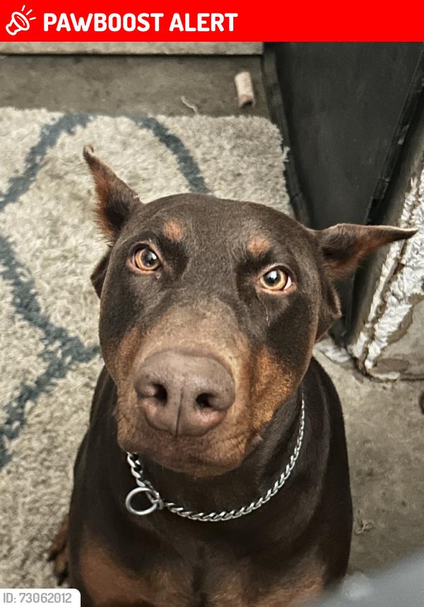 Lost Female Dog last seen Donaldson Way, American Canyon, CA 94503