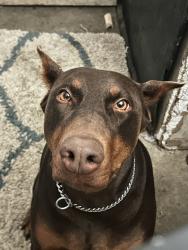 Lost Female Dog last seen Donaldson Way, American Canyon, CA 94503