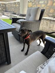 Found/Stray Male Dog last seen Mager Dr, El Paso, TX 79838