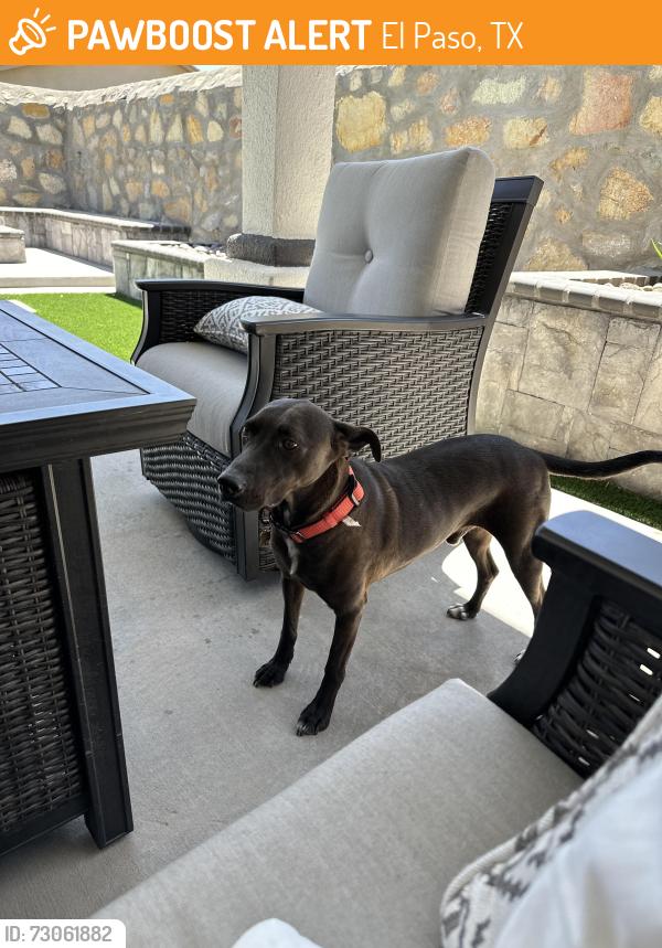 Found/Stray Male Dog last seen Mager Dr, El Paso, TX 79838