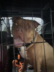 Reunited Male Dog last seen hone ave and esplanade , The Bronx, NY 10461