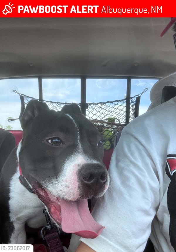 Lost Male Dog last seen John st se and thaxton ave, Albuquerque, NM 87102