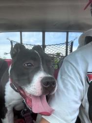 Lost Male Dog last seen John st se and thaxton ave, Albuquerque, NM 87102