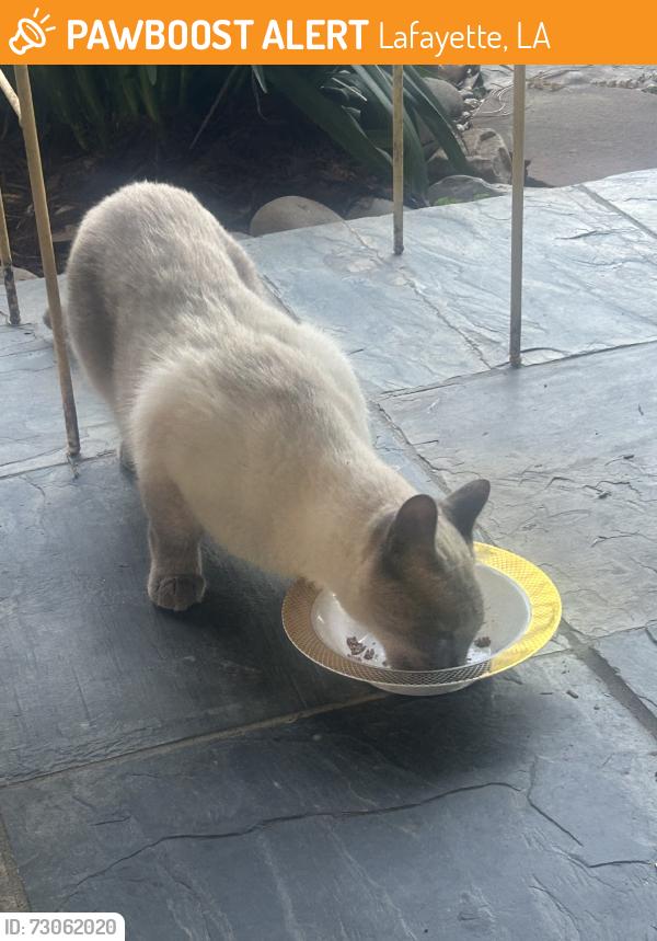 Found/Stray Unknown Cat last seen Alonda and yolande, Lafayette, LA 70503