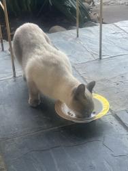 Found/Stray Unknown Cat last seen Alonda and yolande, Lafayette, LA 70503