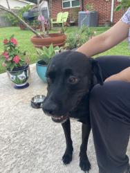 Found/Stray Female Dog last seen Swantner Park, Corpus Christi, TX 78412