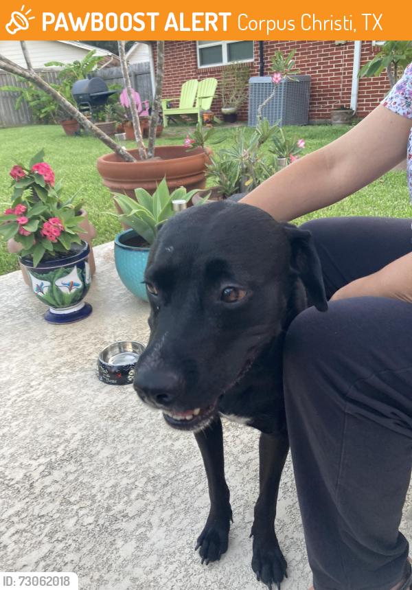 Found/Stray Female Dog last seen Swantner Park, Corpus Christi, TX 78412