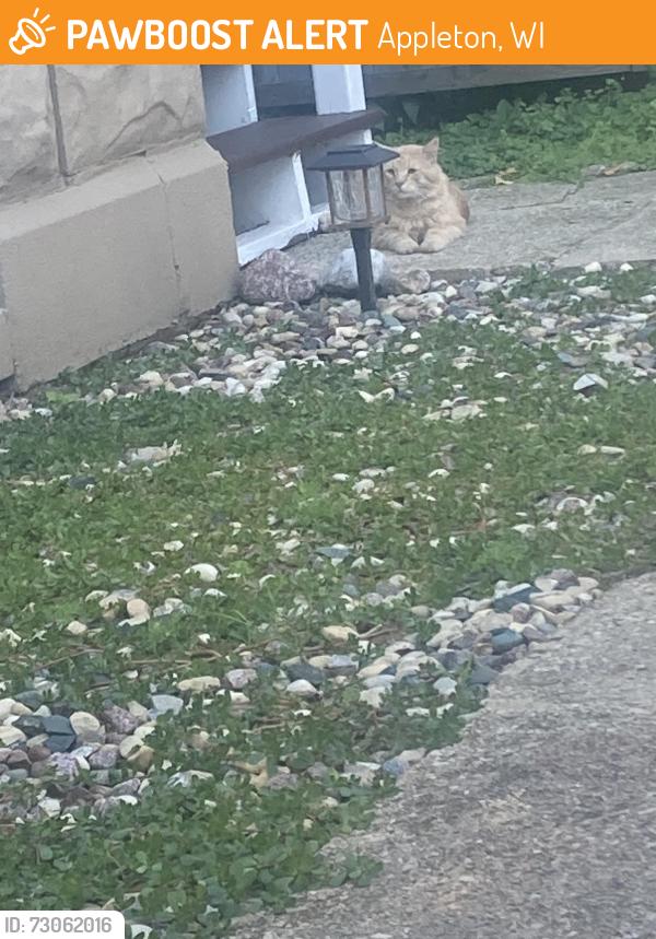 Found/Stray Unknown Cat last seen College Avenue and S Rankin, Appleton, WI 54911