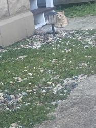 Found/Stray Unknown Cat last seen College Avenue and S Rankin, Appleton, WI 54911