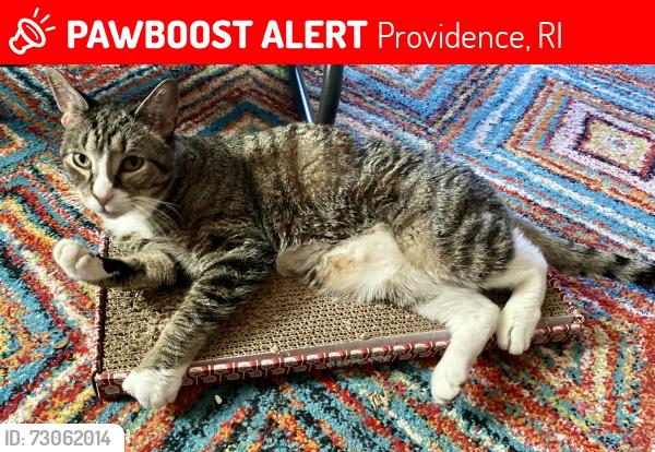 Lost Male Cat last seen Langdon St/Hagan St. off Branch Ave and Charles St. Providence, RI, Providence, RI 02904