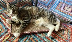 Lost Male Cat last seen Langdon St/Hagan St. off Branch Ave and Charles St. Providence, RI, Providence, RI 02904