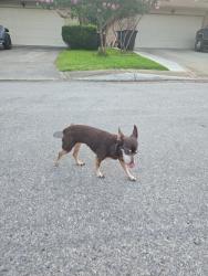 Reunited Unknown Dog last seen Cedar gray & spring time, San Antonio, TX 78249