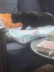 Found/Stray Female Cat last seen Cincinnati Ohio, Cincinnati, OH 45224