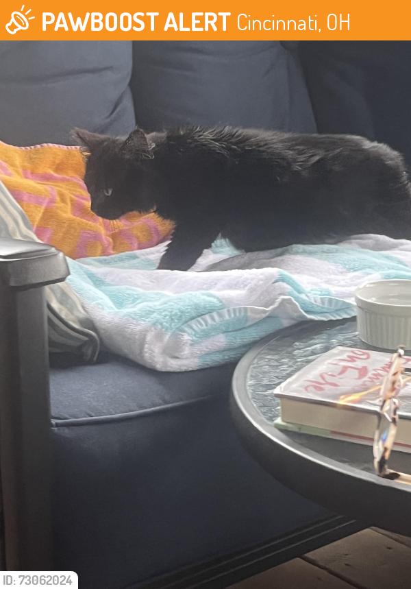 Found/Stray Female Cat last seen Cincinnati Ohio, Cincinnati, OH 45224