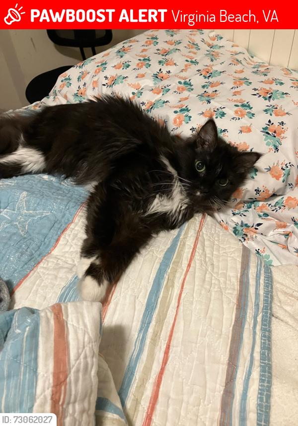 Lost Female Cat last seen Taureau Court, Virginia Beach, VA 23451