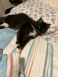 Lost Female Cat last seen Taureau Court, Virginia Beach, VA 23451