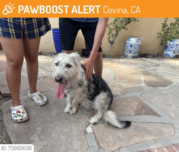 Found/Stray Male Dog last seen Covina Park, Covina, CA 91723