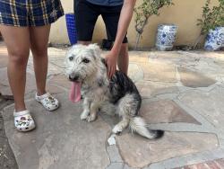 Found/Stray Male Dog last seen Covina Park, Covina, CA 91723