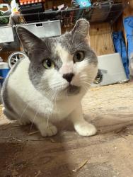 Lost Female Cat last seen E Windsor Ave and Clyde Ave, Alexandria, VA 22301