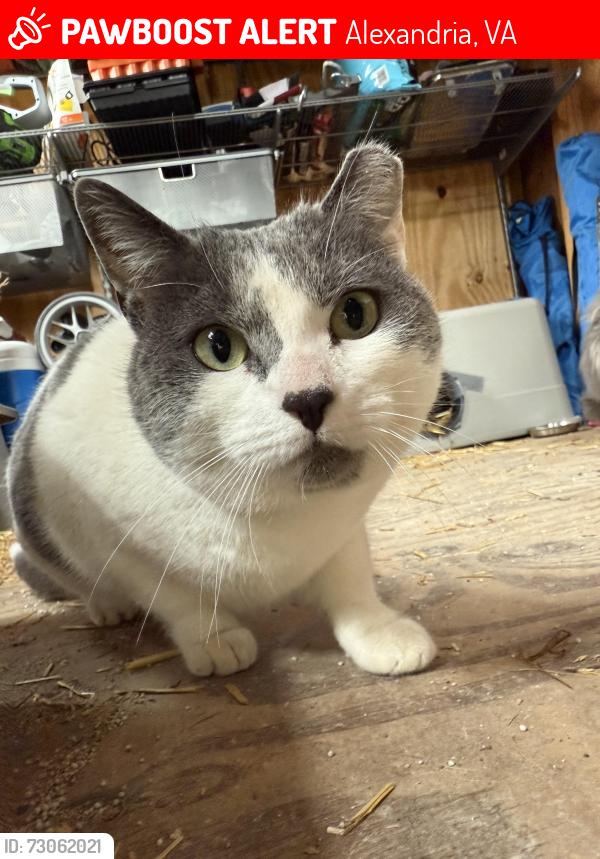 Lost Female Cat last seen E Windsor Ave and Clyde Ave, Alexandria, VA 22301