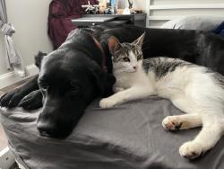 Lost Female Cat last seen Littlefield St 6 Inman SC 29349, Inman, SC 29349