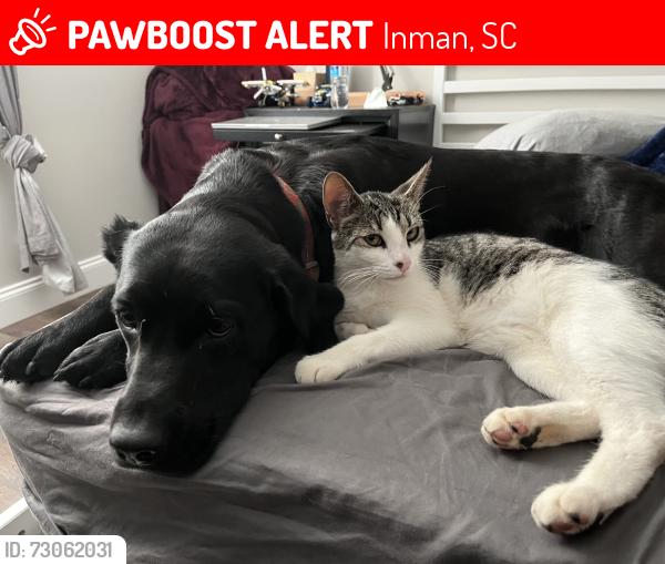 Lost Female Cat last seen Littlefield St 6 Inman SC 29349, Inman, SC 29349
