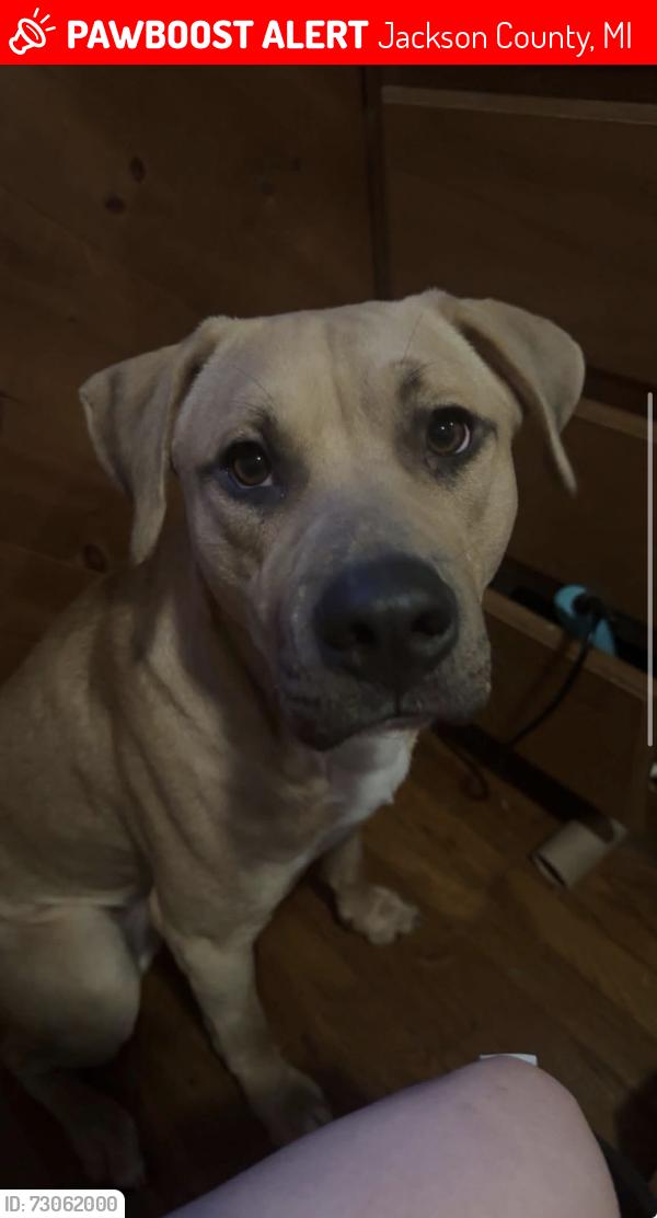 Lost Male Dog last seen Reynolds Rd,, Jackson County, MI 49246