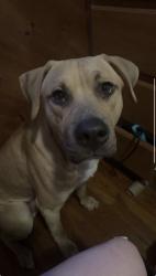 Lost Male Dog last seen Reynolds Rd,, Jackson County, MI 49246