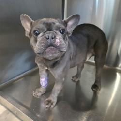 Shelter Stray Male Dog last seen Near BLOCK CEDAR AVE LONG BEACH, CA, 7700 E Spring St, Long Beach, CA 90815, USA