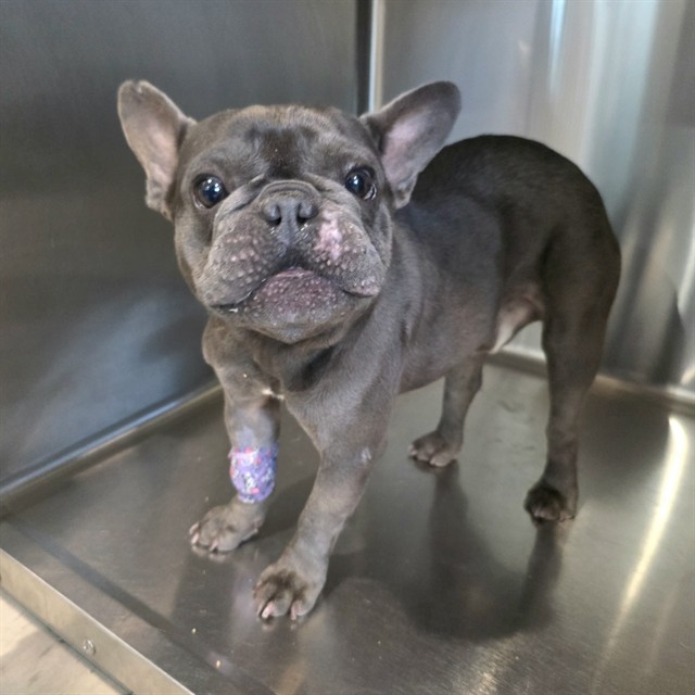Shelter Stray Male Dog last seen Near BLOCK CEDAR AVE LONG BEACH, CA, 7700 E Spring St, Long Beach, CA 90815, USA